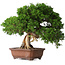Juniperus chinensis Itoigawa, 26 cm, ± 30 jaar oud