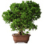 Juniperus chinensis Itoigawa, 26 cm, ± 30 jaar oud