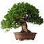 Juniperus chinensis Itoigawa, 26 cm, ± 30 jaar oud