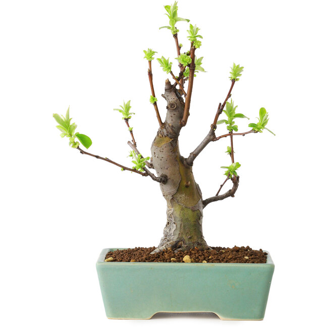 Pseudocydonia sinensis, 20 cm, ± 15 jaar oud