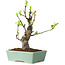 Pseudocydonia sinensis, 20 cm, ± 15 years old