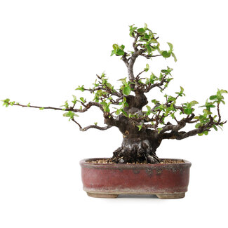 Pseudocydonia sinensis, 23 cm, ± 30 jaar oud