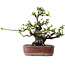Pseudocydonia sinensis, 23 cm, ± 30 jaar oud