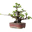 Pseudocydonia sinensis, 23 cm, ± 30 jaar oud