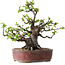 Pseudocydonia sinensis, 23 cm, ± 30 jaar oud