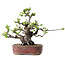 Pseudocydonia sinensis, 23 cm, ± 30 jaar oud