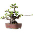 Pseudocydonia sinensis, 23 cm, ± 30 years old