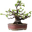 Pseudocydonia sinensis, 23 cm, ± 30 jaar oud