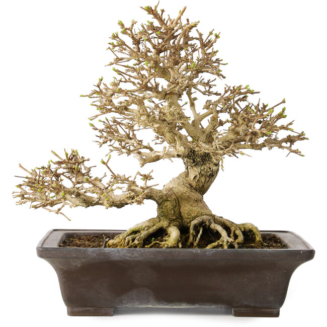 Premna japonica, 21 cm, ± 30 jaar oud, met een nebari van 14 cm, in een handgemaakte Japanse pot van Yamaaki