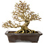 Premna japonica, 21 cm, ± 30 jaar oud, met een nebari van 14 cm, in een handgemaakte Japanse pot van Yamaaki