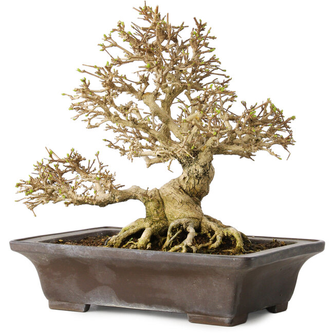 Premna japonica, 21 cm, ± 30 jaar oud, met een nebari van 14 cm, in een handgemaakte Japanse pot van Yamaaki