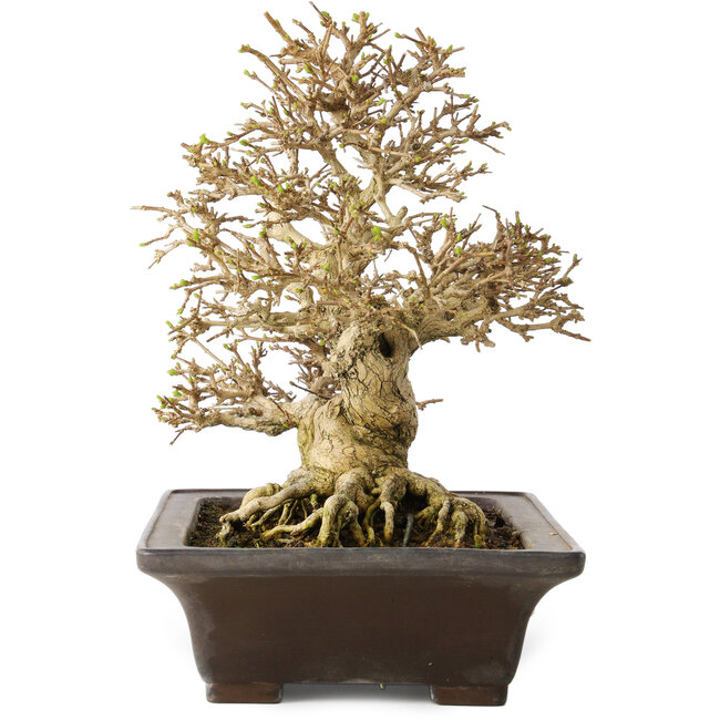 Premna japonica, 21 cm, ± 30 años, con un nebari de 14 cm, en una maceta japonesa hecha a mano por Yamaaki