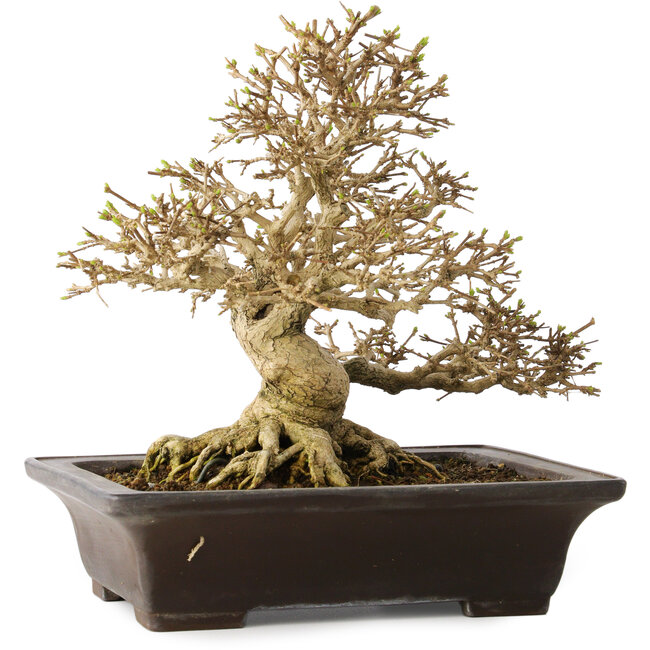 Premna japonica, 21 cm, ± 30 jaar oud, met een nebari van 14 cm, in een handgemaakte Japanse pot van Yamaaki