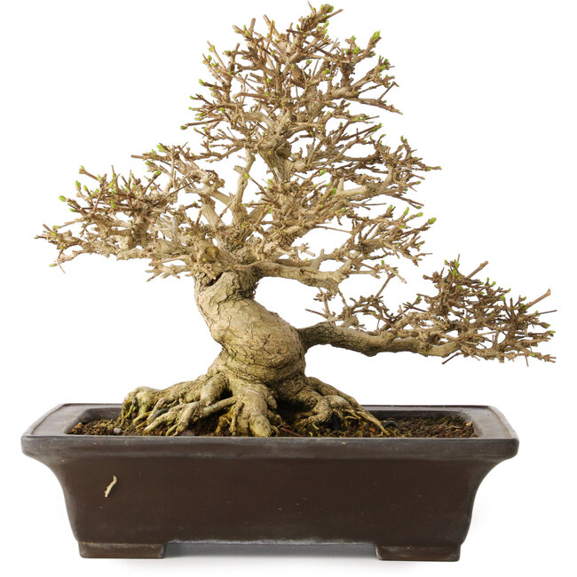 Premna japonica, 21 cm, ± 30 anni, con un nebari di 14 cm, in un vaso giapponese fatto a mano da Yamaaki