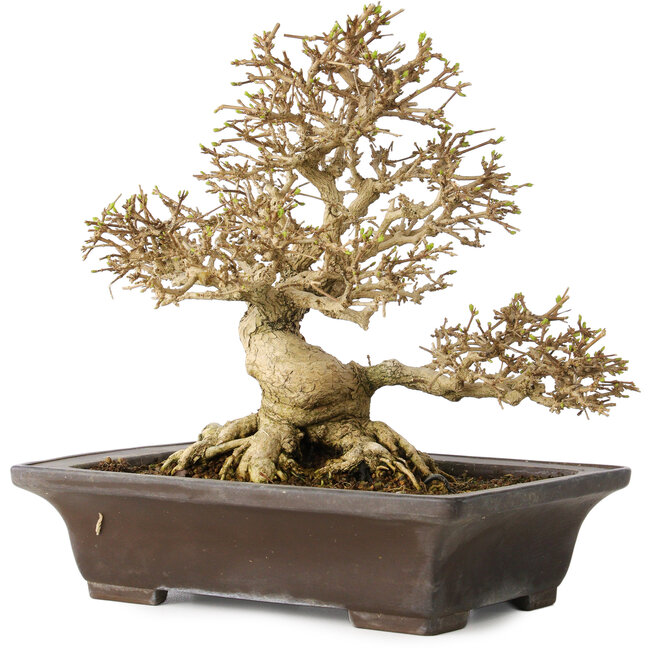 Premna japonica, 21 cm, ± 30 ans, avec un nebari de 14 cm, dans un pot japonais fait main par Yamaaki