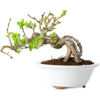 Crataegus cuneata, 13 cm, ± 15 jaar oud