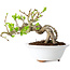 Crataegus cuneata, 13 cm, ± 15 Jahre alt