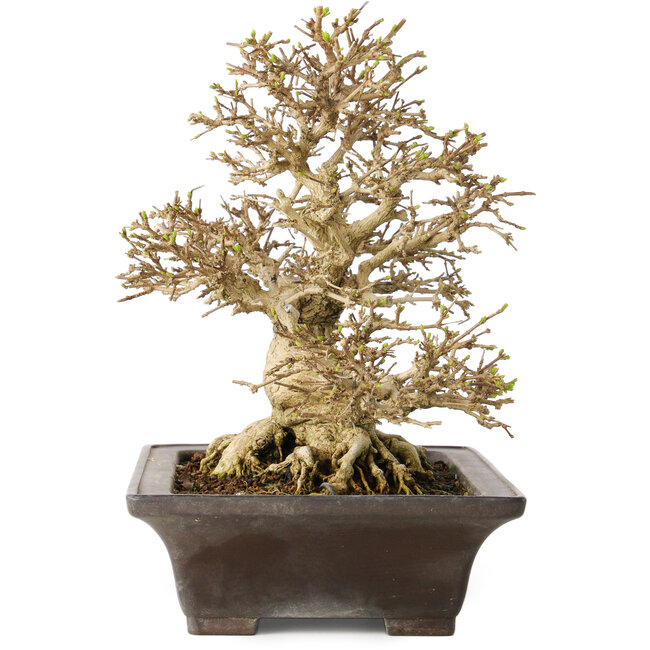 Premna japonica, 21 cm, ± 30 jaar oud, met een nebari van 14 cm, in een handgemaakte Japanse pot van Yamaaki
