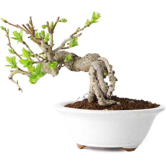 Crataegus cuneata, 13 cm, ± 15 años