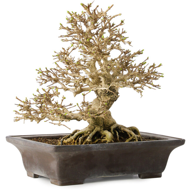 Premna japonica, 21 cm, ± 30 years old, with a nebari of 14 cm, in a handmade Japanese pot by Yamaaki
