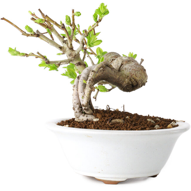 Crataegus cuneata, 13 cm, ± 15 ans