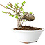 Crataegus cuneata, 13 cm, ± 15 jaar oud