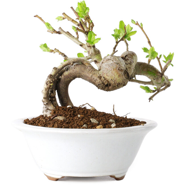 Crataegus cuneata, 13 cm, ± 15 años