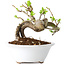 Crataegus cuneata, 13 cm, ± 15 Jahre alt