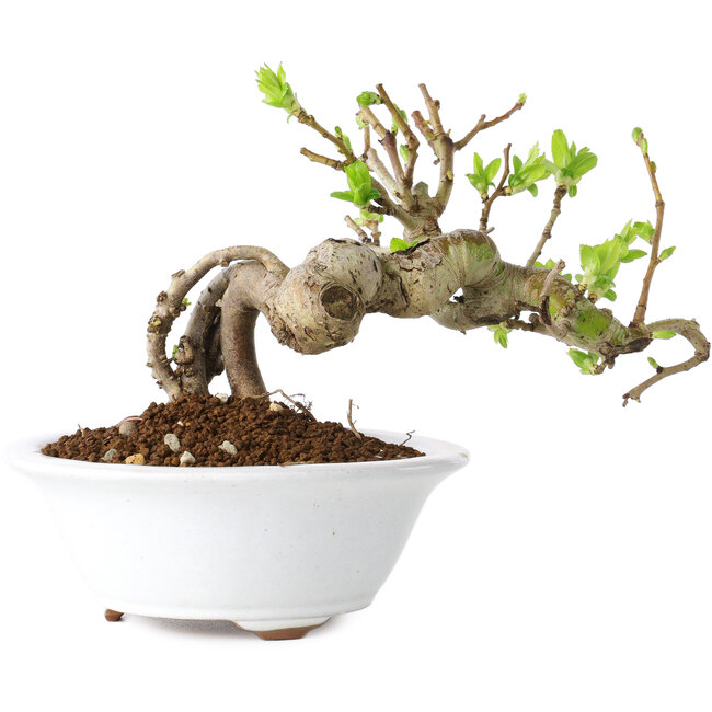 Crataegus cuneata, 13 cm, ± 15 ans