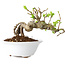 Crataegus cuneata, 13 cm, ± 15 Jahre alt