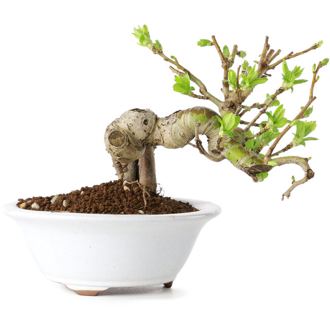 Crataegus cuneata, 13 cm, ± 15 Jahre alt