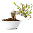 Crataegus cuneata, 13 cm, ± 15 jaar oud
