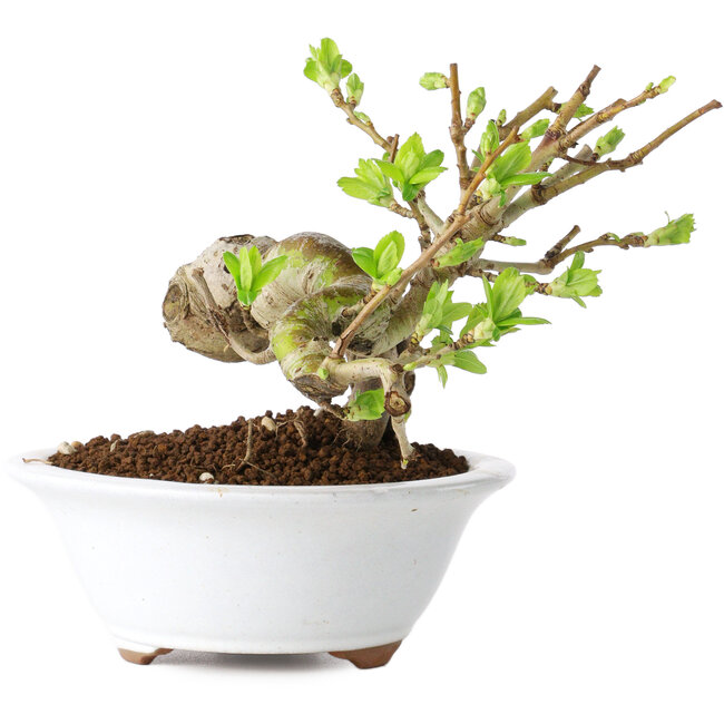 Crataegus cuneata, 13 cm, ± 15 años