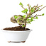Crataegus cuneata, 13 cm, ± 15 jaar oud