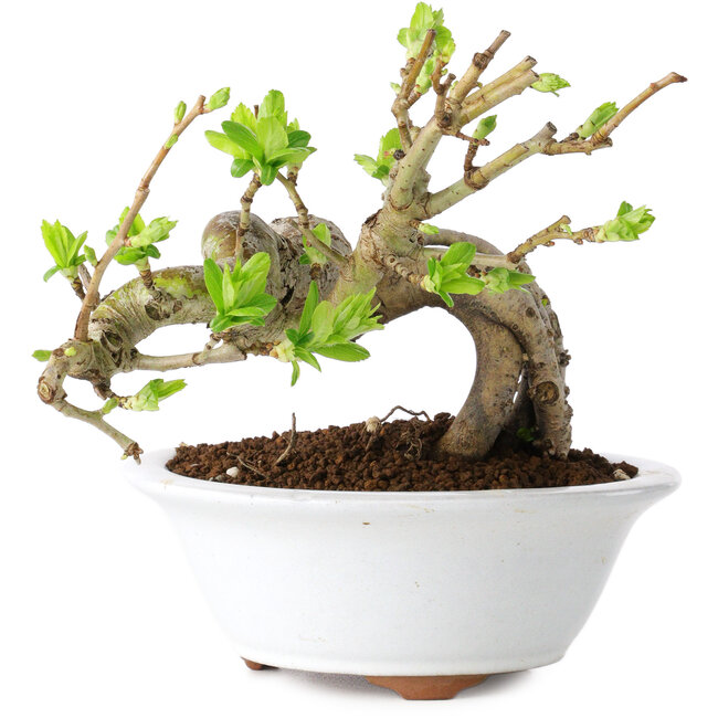 Crataegus cuneata, 13 cm, ± 15 ans