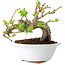 Crataegus cuneata, 13 cm, ± 15 Jahre alt