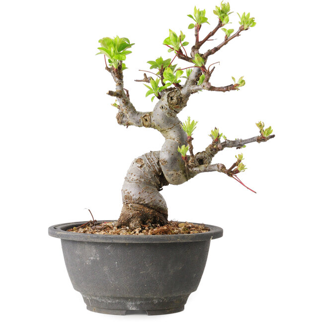 Malus, 20 cm, ± 20 jaar oud