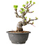 Malus, 20 cm, ± 20 jaar oud