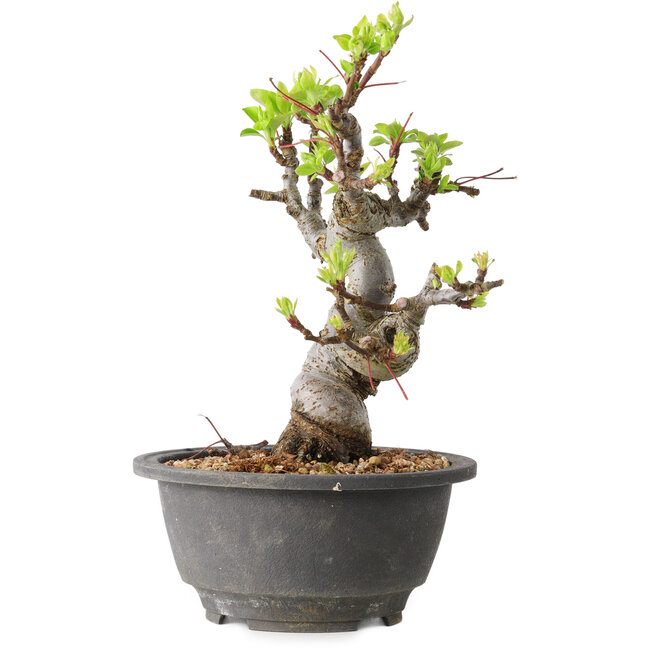 Malus, 20 cm, ± 20 años