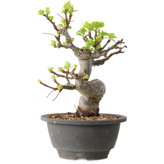 Malus, 20 cm, ± 20 años