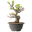 Malus, 20 cm, ± 20 jaar oud