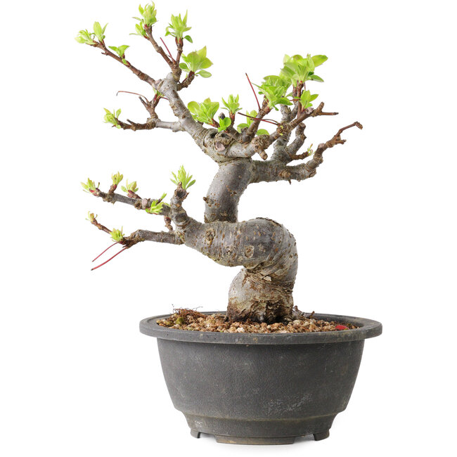 Malus, 20 cm, ± 20 jaar oud