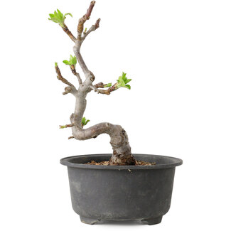Malus, 16 cm, ± 20 jaar oud