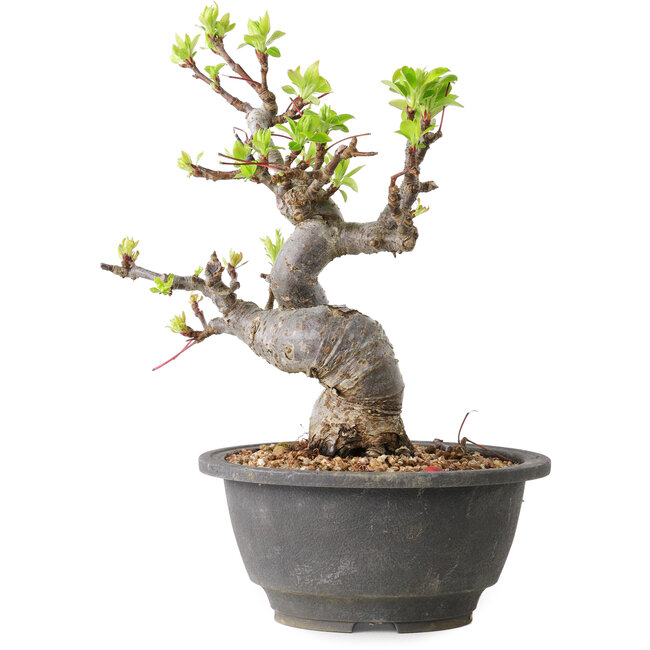 Malus, 20 cm, ± 20 years old