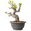 Malus, 20 cm, ± 20 jaar oud