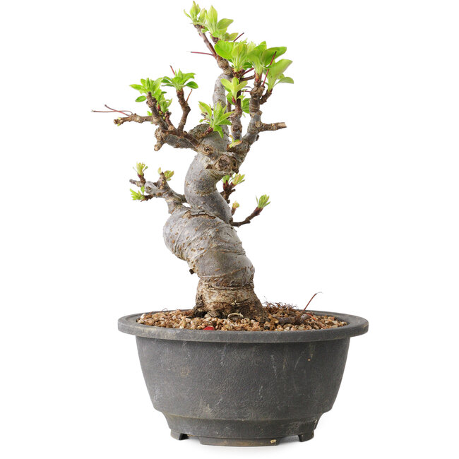 Malus, 20 cm, ± 20 ans