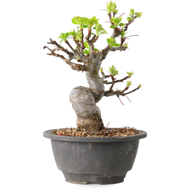 Malus, 20 cm, ± 20 años