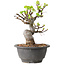 Malus, 20 cm, ± 20 jaar oud