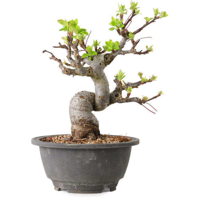 Malus, 20 cm, ± 20 ans