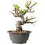 Malus, 20 cm, ± 20 jaar oud